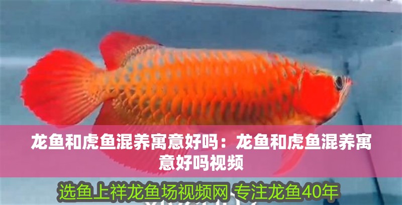 龍魚和虎魚混養寓意好嗎：龍魚和虎魚混養寓意好嗎視頻