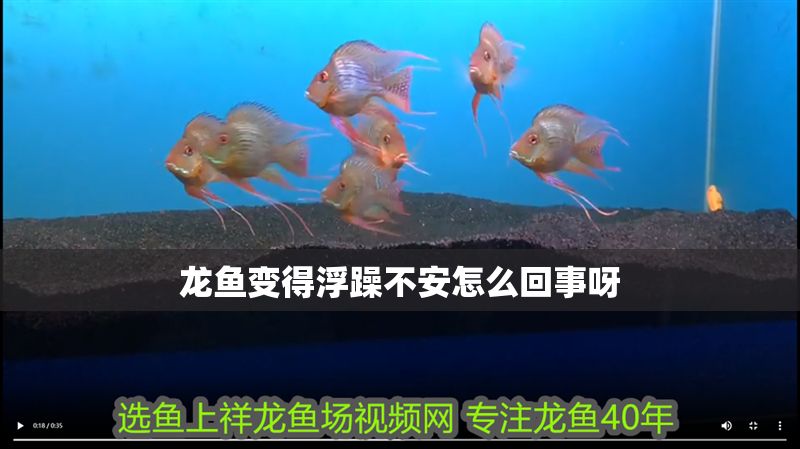 龍魚(yú)變得浮躁不安怎么回事呀