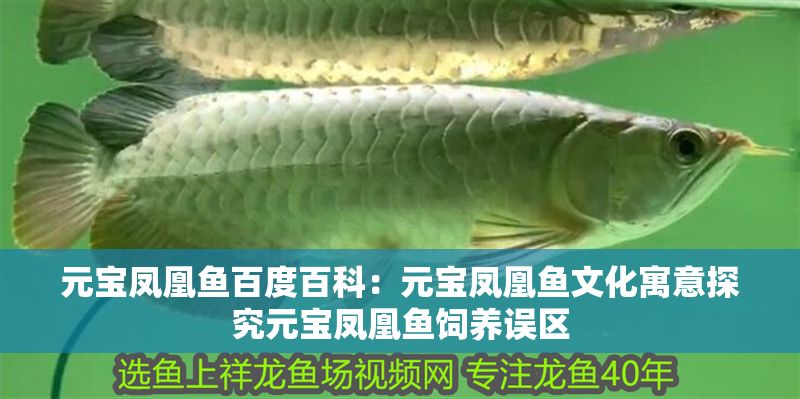 元寶鳳凰魚百度百科：元寶鳳凰魚文化寓意探究元寶鳳凰魚飼養誤區