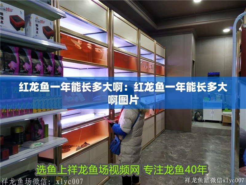 紅龍魚(yú)一年能長(zhǎng)多大啊：紅龍魚(yú)一年能長(zhǎng)多大啊圖片