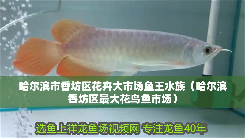 哈爾濱市香坊區花卉大市場魚王水族（哈爾濱香坊區最大花鳥魚市場） 哈爾濱市香坊區花卉大市場魚王水族（哈爾濱香坊區最大花鳥魚市場） 全國水族館企業名錄 第1張
