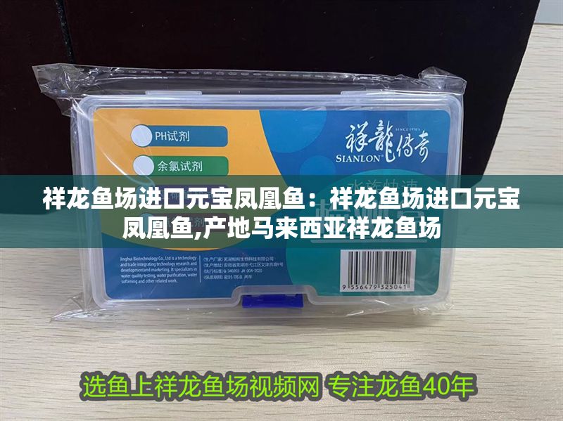 祥龍魚場進(jìn)口元寶鳳凰魚：祥龍魚場進(jìn)口元寶鳳凰魚,產(chǎn)地馬來西亞祥龍魚場