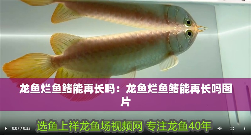 龍魚爛魚鰭能再長嗎：龍魚爛魚鰭能再長嗎圖片