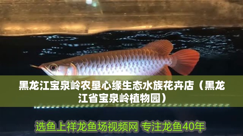 黑龍江寶泉嶺農(nóng)墾心緣生態(tài)水族花卉店（黑龍江省寶泉嶺植物園） 黑龍江寶泉嶺農(nóng)墾心緣生態(tài)水族花卉店（黑龍江省寶泉嶺植物園） 全國水族館企業(yè)名錄 第1張