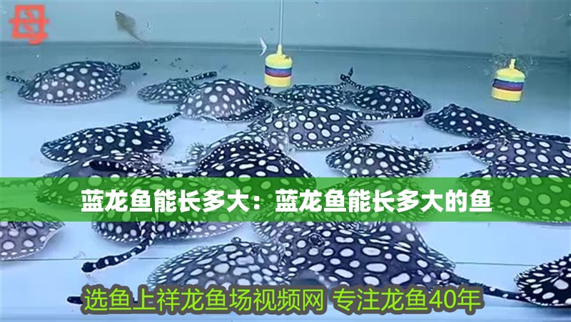 藍龍魚能長多大：藍龍魚能長多大的魚 藍龍魚能長多大：藍龍魚能長多大的魚 水族問答