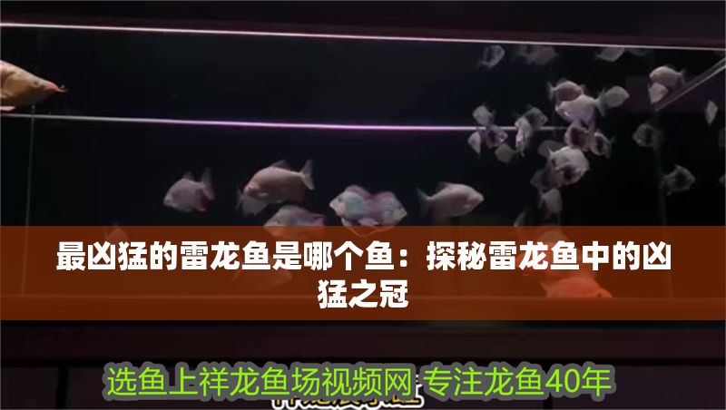 最兇猛的雷龍魚是哪個魚：探秘雷龍魚中的兇猛之冠