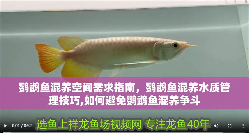 鸚鵡魚(yú)混養(yǎng)空間需求指南，鸚鵡魚(yú)混養(yǎng)水質(zhì)管理技巧,如何避免鸚鵡魚(yú)混養(yǎng)爭(zhēng)斗