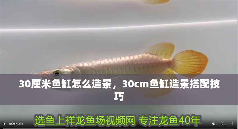 30厘米魚缸怎么造景，30cm魚缸造景搭配技巧