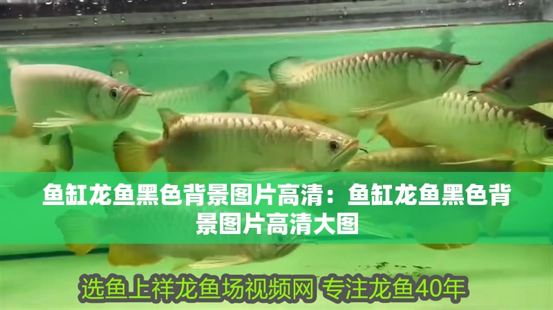 魚缸龍魚黑色背景圖片高清：魚缸龍魚黑色背景圖片高清大圖
