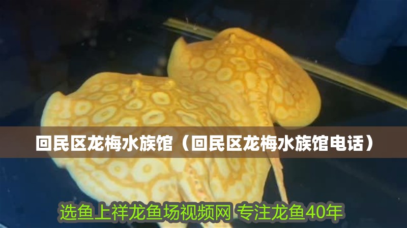 回民區龍梅水族館（回民區龍梅水族館電話）
