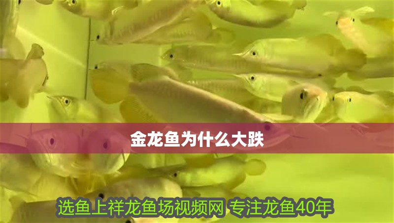 金龍魚為什么大跌 金龍魚為什么大跌 龍魚百科 第2張