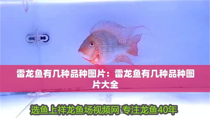 雷龍魚有幾種品種圖片：雷龍魚有幾種品種圖片大全