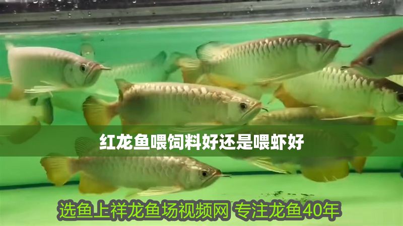 紅龍魚喂飼料好還是喂蝦好