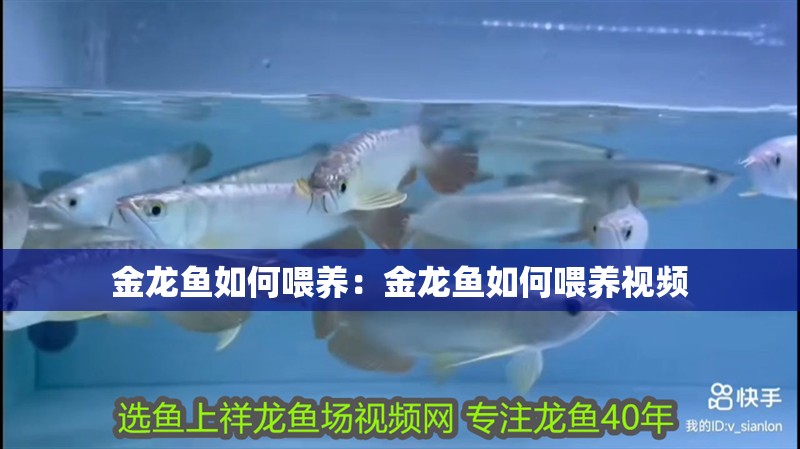 金龍魚如何喂養(yǎng)：金龍魚如何喂養(yǎng)視頻