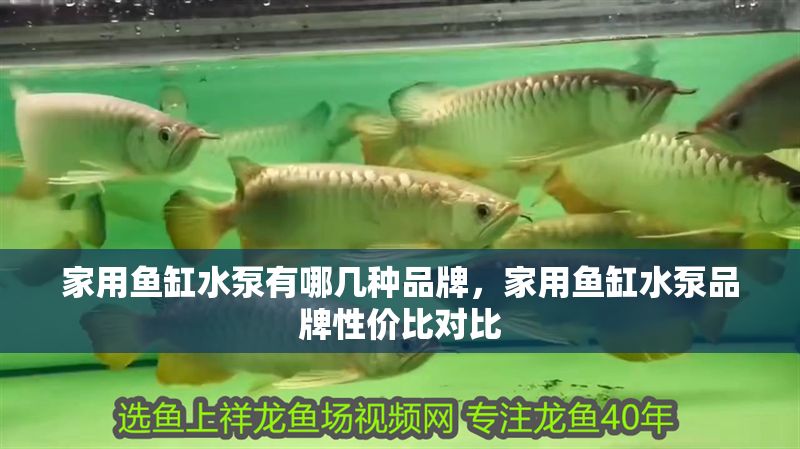 家用魚缸水泵有哪幾種品牌，家用魚缸水泵品牌性價比對比