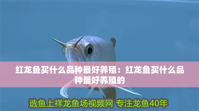 紅龍魚買什么品種最好養殖：紅龍魚買什么品種最好養殖的