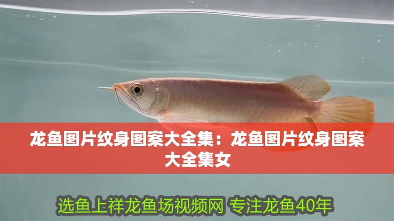 龍魚圖片紋身圖案大全集：龍魚圖片紋身圖案大全集女