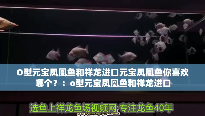 O型元寶鳳凰魚和祥龍進口元寶鳳凰魚你喜歡哪個？：o型元寶鳳凰魚和祥龍進口