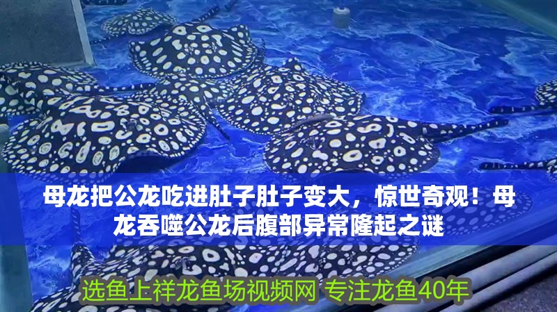 母龍把公龍吃進肚子肚子變大，驚世奇觀！母龍吞噬公龍后腹部異常隆起之謎