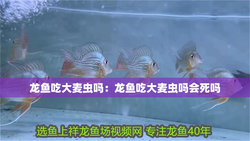 龍魚吃大麥蟲嗎：龍魚吃大麥蟲嗎會死嗎