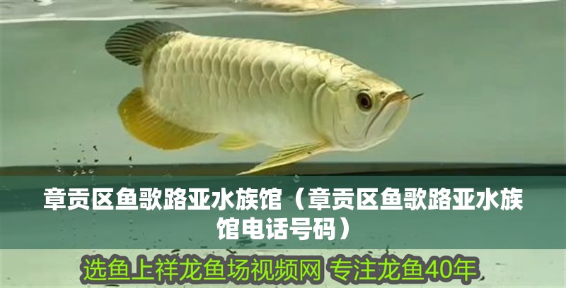 章貢區(qū)魚歌路亞水族館（章貢區(qū)魚歌路亞水族館電話號碼）