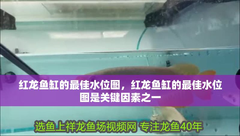 紅龍魚缸的最佳水位圖，紅龍魚缸的最佳水位圖是關鍵因素之一 紅龍魚缸的最佳水位圖，紅龍魚缸的最佳水位圖是關鍵因素之一 魚缸百科 第1張