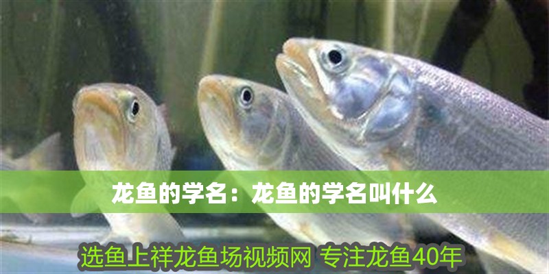 龍魚的學名：龍魚的學名叫什么 龍魚的學名：龍魚的學名叫什么 水族問答
