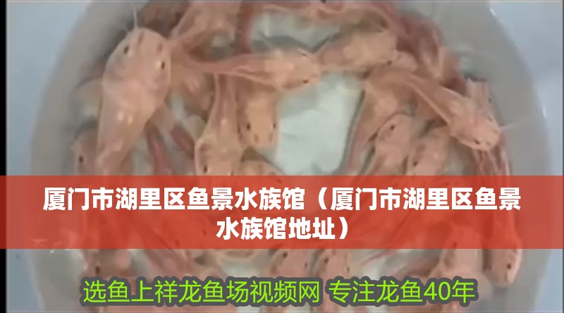 廈門市湖里區魚景水族館（廈門市湖里區魚景水族館地址）
