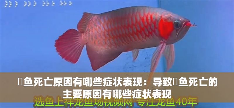魟魚死亡原因有哪些癥狀表現：導致魟魚死亡的主要原因有哪些癥狀表現