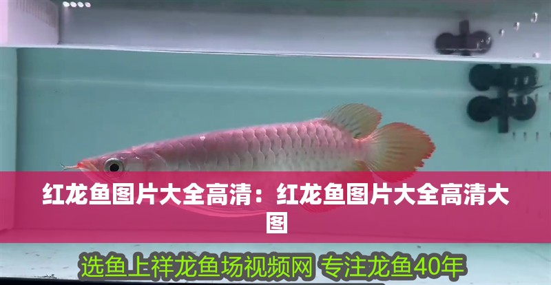 紅龍魚圖片大全高清：紅龍魚圖片大全高清大圖
