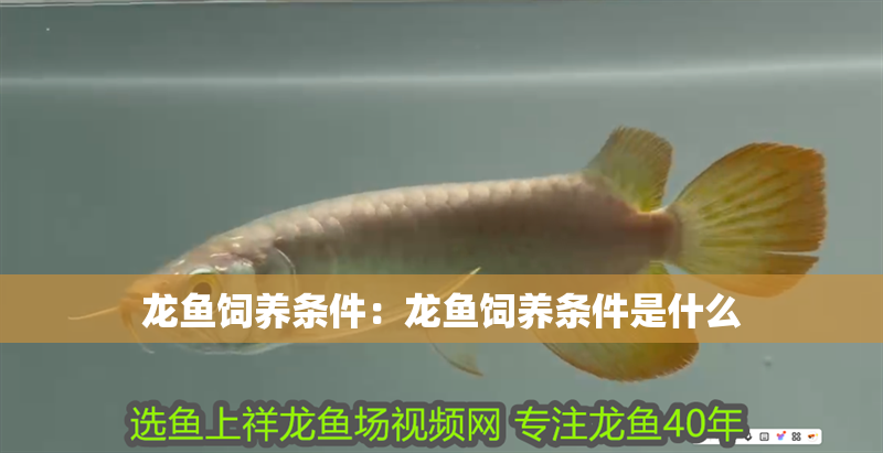 龍魚飼養(yǎng)條件：龍魚飼養(yǎng)條件是什么