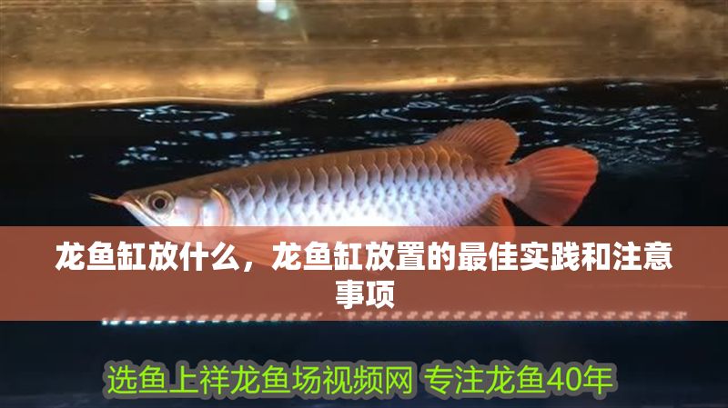 龍魚缸放什么,龍魚缸放置的最佳實踐和注意事項 魚缸百科 第2張 龍魚缸放什么,龍魚缸放置的最佳實踐和注意事項 龍魚缸放什么,龍魚缸放置的最佳實踐和注意事項 魚缸百科 第2張