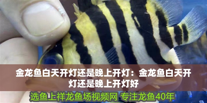 金龍魚白天開燈還是晚上開燈：金龍魚白天開燈還是晚上開燈好