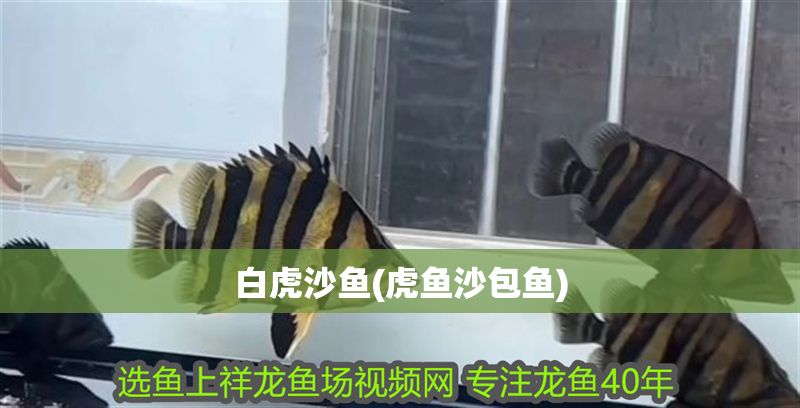 白虎沙魚(虎魚沙包魚)