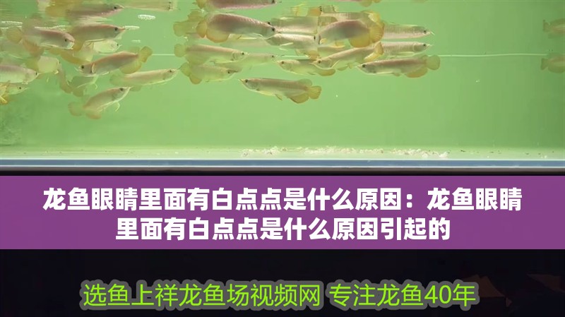 龍魚(yú)眼睛里面有白點(diǎn)點(diǎn)是什么原因：龍魚(yú)眼睛里面有白點(diǎn)點(diǎn)是什么原因引起的
