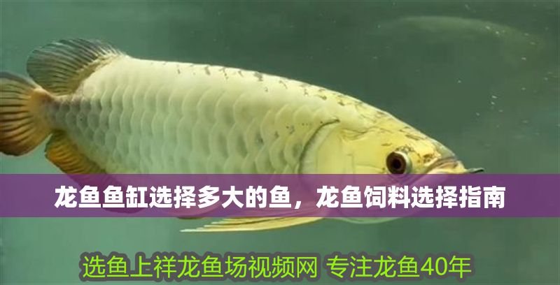 龍魚魚缸選擇多大的魚，龍魚飼料選擇指南