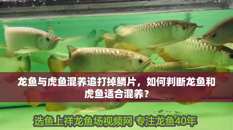 龍魚與虎魚混養(yǎng)追打掉鱗片，如何判斷龍魚和虎魚適合混養(yǎng)？