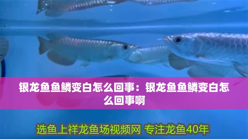 銀龍魚(yú)魚(yú)鱗變白怎么回事:銀龍魚(yú)魚(yú)鱗變白怎么回事啊 水族問(wèn)答 銀龍魚(yú)魚(yú)鱗變白怎么回事:銀龍魚(yú)魚(yú)鱗變白怎么回事啊 銀龍魚(yú)魚(yú)鱗變白怎么回事:銀龍魚(yú)魚(yú)鱗變白怎么回事啊 水族問(wèn)答