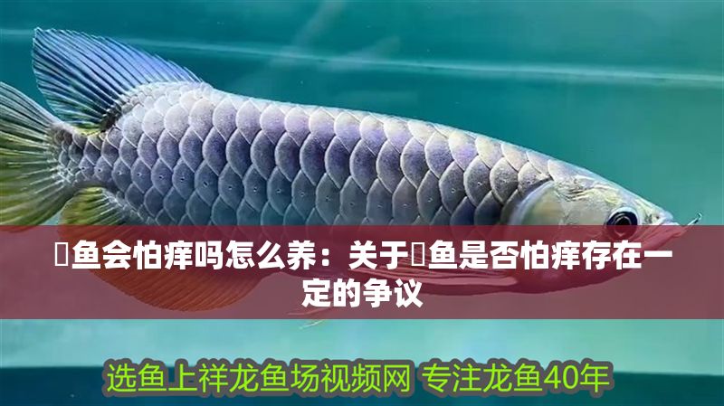 魟魚會怕癢嗎怎么養：關于魟魚是否怕癢存在一定的爭議 魟魚會怕癢嗎怎么養：關于魟魚是否怕癢存在一定的爭議 魟魚百科 第2張