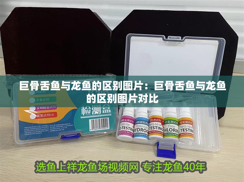 巨骨舌魚與龍魚的區別圖片：巨骨舌魚與龍魚的區別圖片對比 巨骨舌魚與龍魚的區別圖片：巨骨舌魚與龍魚的區別圖片對比 水族問答