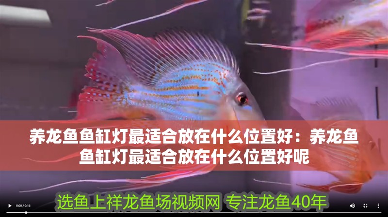 養龍魚魚缸燈最適合放在什么位置好：養龍魚魚缸燈最適合放在什么位置好呢
