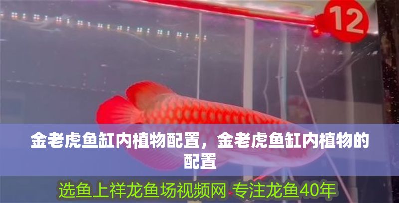 金老虎魚缸內植物配置，金老虎魚缸內植物的配置
