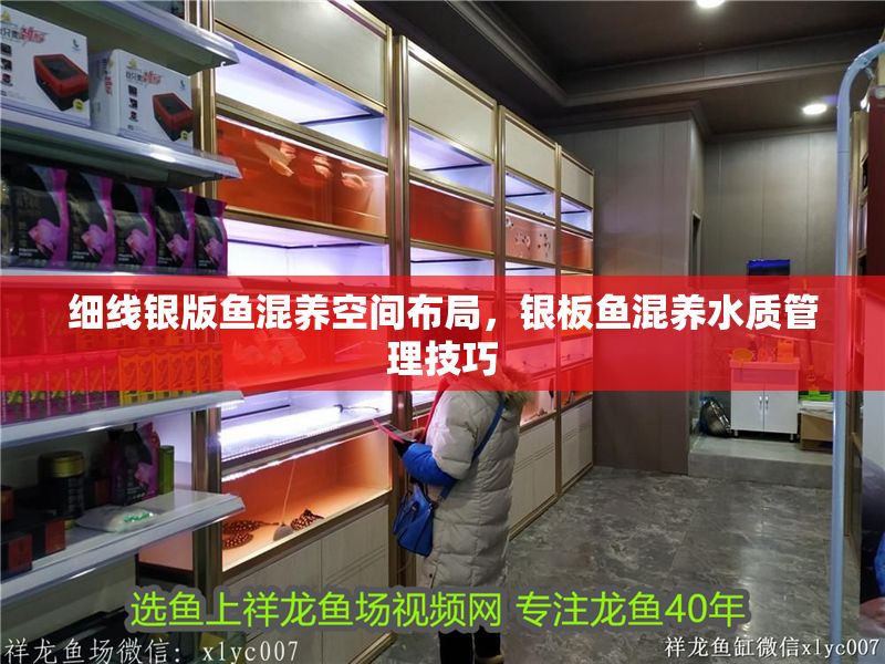 細(xì)線銀版魚混養(yǎng)空間布局，銀板魚混養(yǎng)水質(zhì)管理技巧