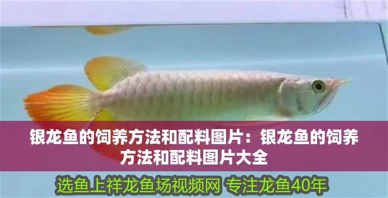 銀龍魚的飼養方法和配料圖片：銀龍魚的飼養方法和配料圖片大全