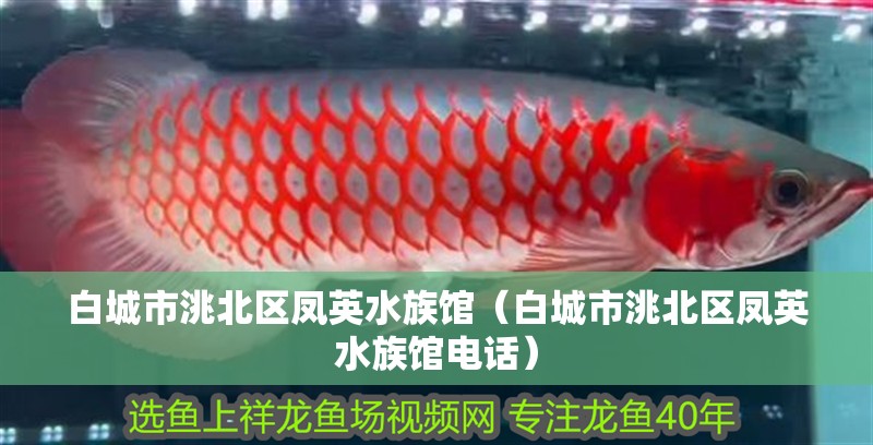 白城市洮北區鳳英水族館（白城市洮北區鳳英水族館電話） 白城市洮北區鳳英水族館（白城市洮北區鳳英水族館電話） 全國水族館企業名錄 第1張