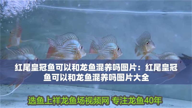 紅尾皇冠魚可以和龍魚混養嗎圖片：紅尾皇冠魚可以和龍魚混養嗎圖片大全 紅尾皇冠魚可以和龍魚混養嗎圖片：紅尾皇冠魚可以和龍魚混養嗎圖片大全 水族問答