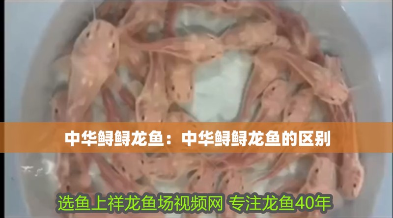 西塞山區新星水族店（西塞山區新星水族店電話）