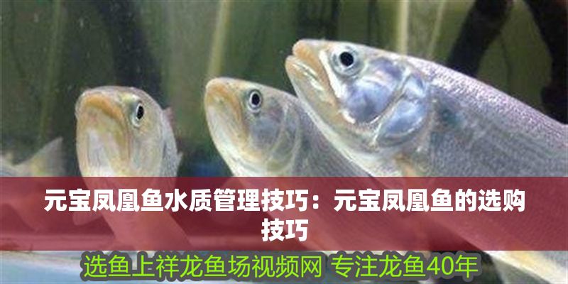 元寶鳳凰魚水質管理技巧：元寶鳳凰魚的選購技巧