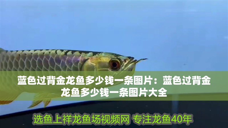 藍(lán)色過背金龍魚多少錢一條圖片：藍(lán)色過背金龍魚多少錢一條圖片大全