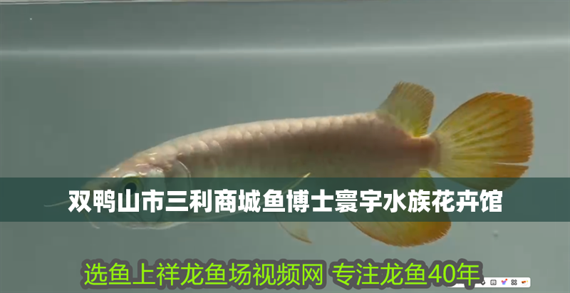 雙鴨山市三利商城魚(yú)博士寰宇水族花卉館